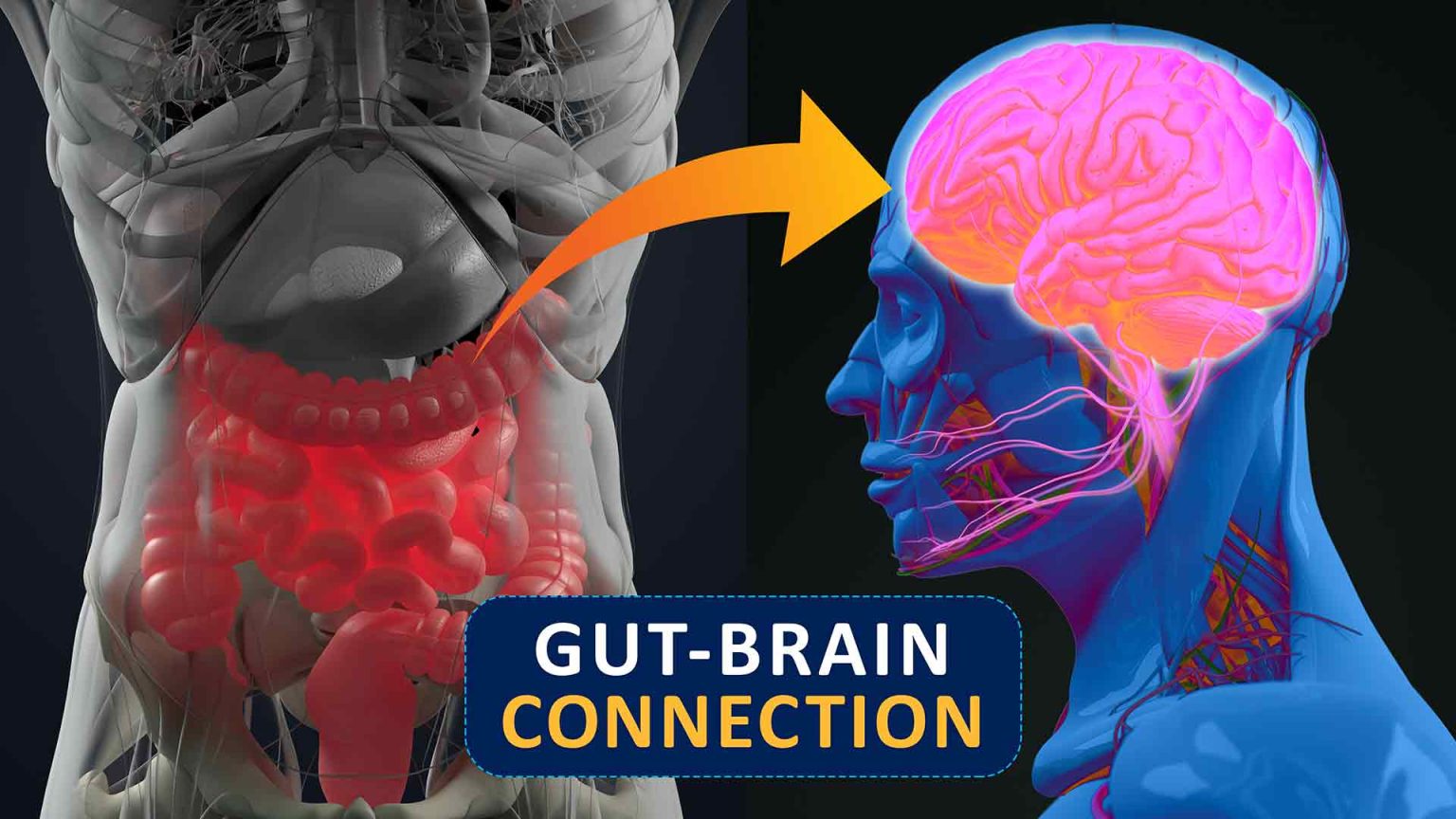The Gut-Brain Connection: Can Anxiety Cause Bloating?